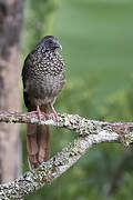 Speckled Chachalaca