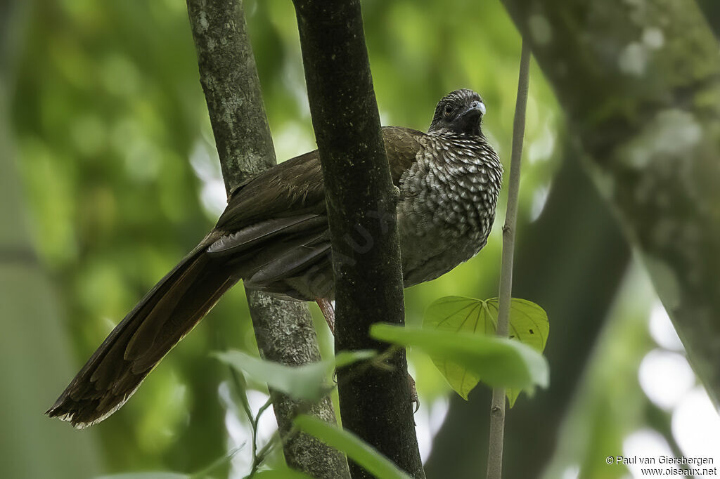 Speckled Chachalacaadult