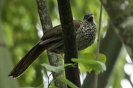 Speckled Chachalaca