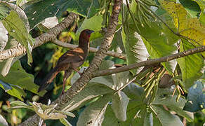 Little Chachalaca