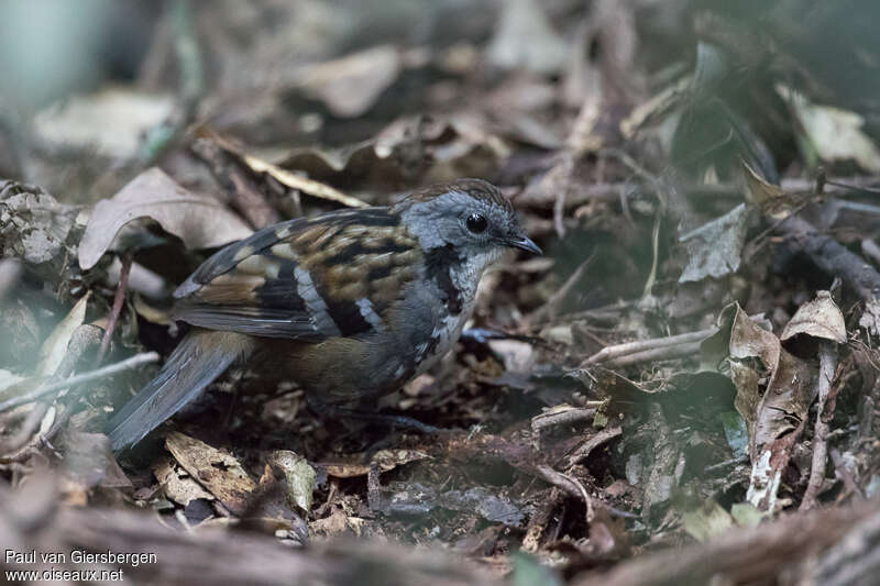 Orthonyx de Temminck mâle adulte, identification