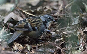 Australian Logrunner