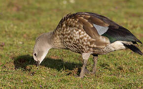 Blue-winged Goose