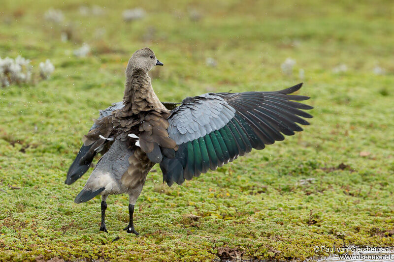 Blue-winged Goose