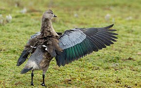 Blue-winged Goose