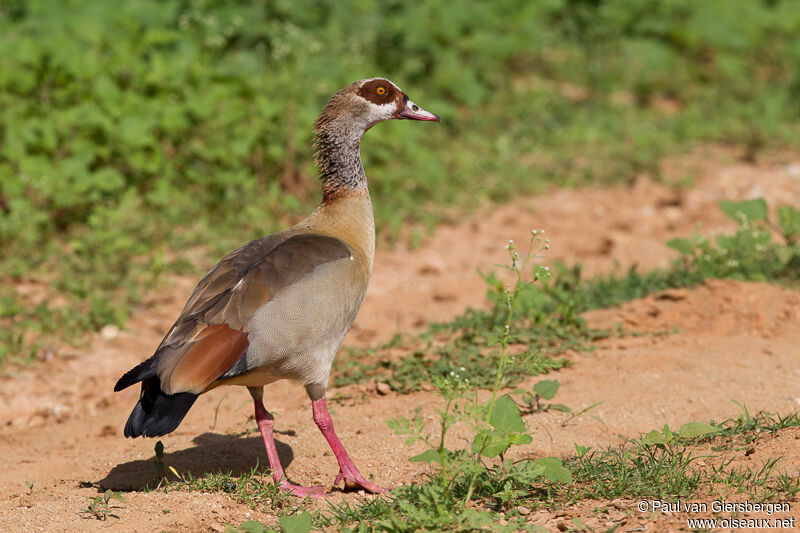 Egyptian Goose