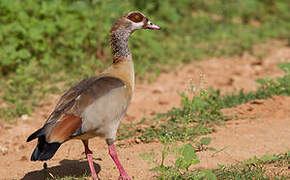 Egyptian Goose