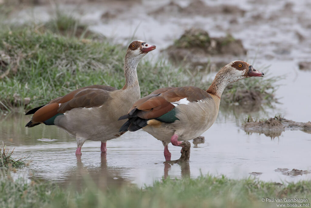 Egyptian Gooseadult