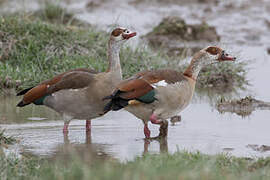 Egyptian Goose