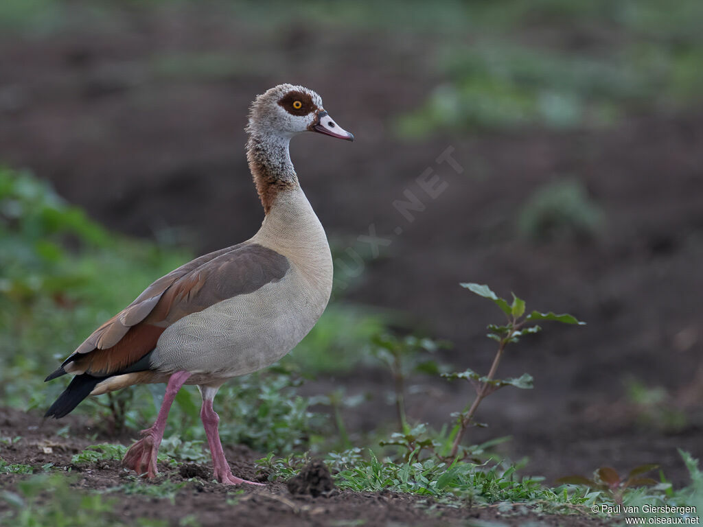 Egyptian Gooseadult