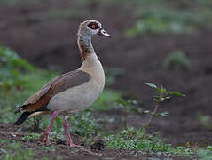 Egyptian Goose