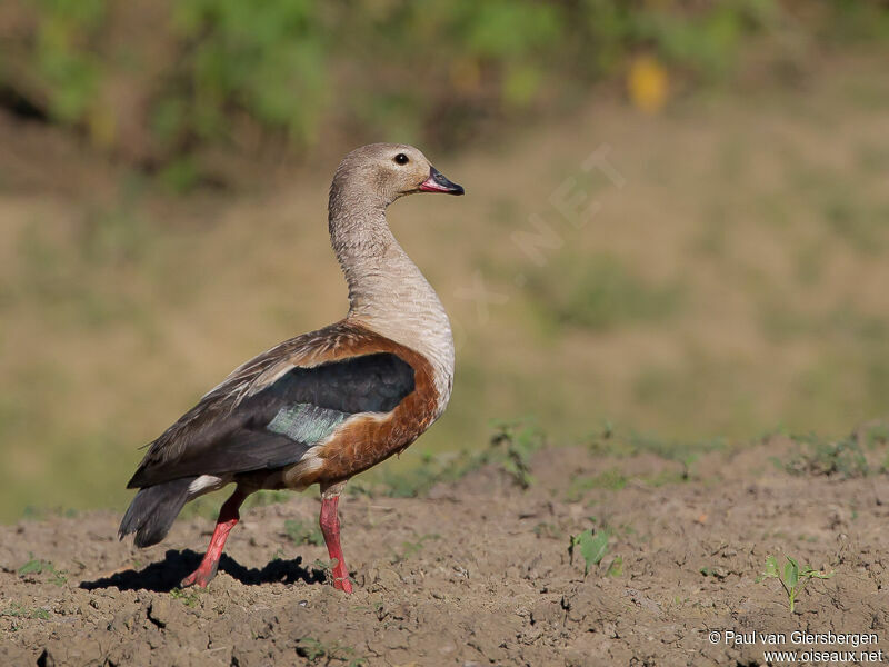 Orinoco Goose