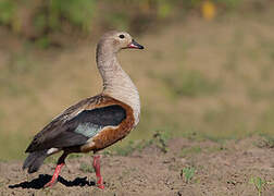 Orinoco Goose