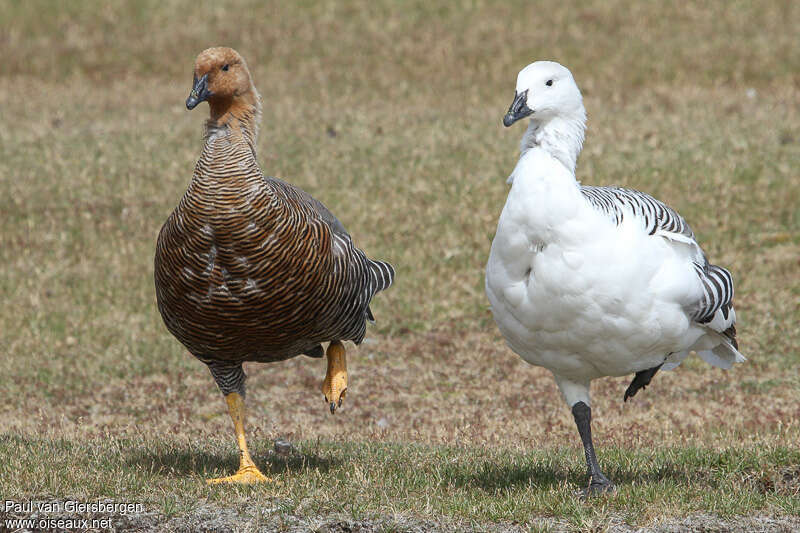 Upland Gooseadult, Behaviour