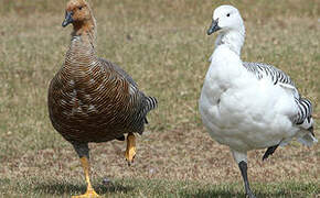 Upland Goose