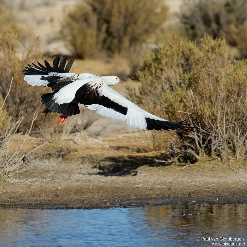 Andean Gooseadult