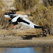 Andean Goose