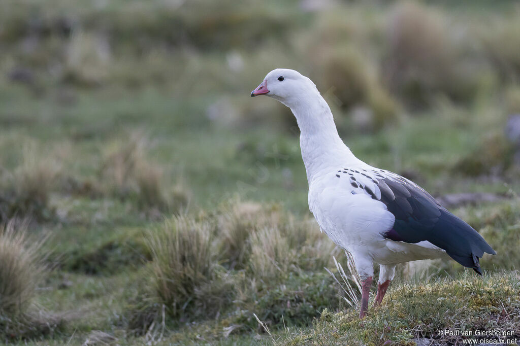 Andean Gooseadult