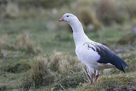 Andean Goose