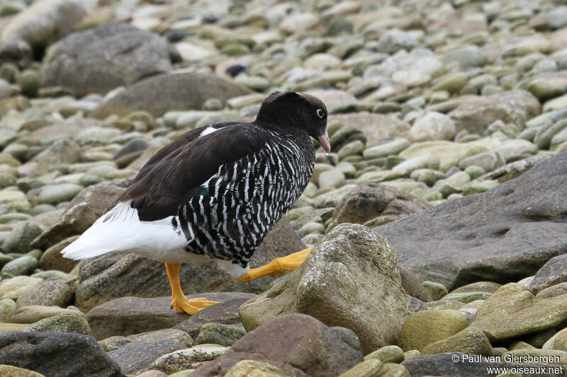 Kelp Goose