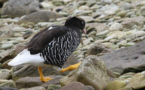 Kelp Goose