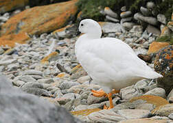 Kelp Goose