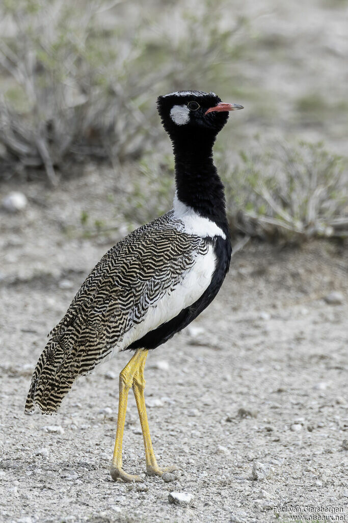 Northern Black Korhaanadult