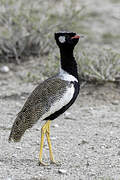 Northern Black Korhaan