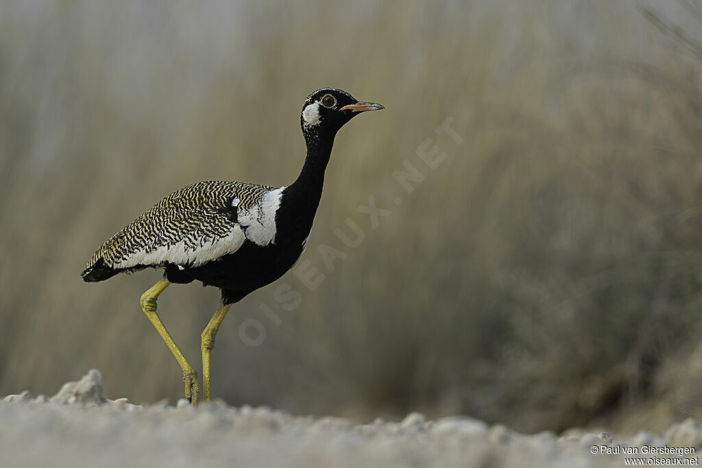 Northern Black Korhaan male adult