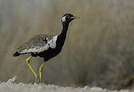 Northern Black Korhaan