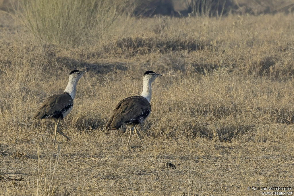 Outarde à tête noireadulte