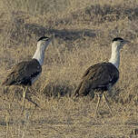 Outarde à tête noire
