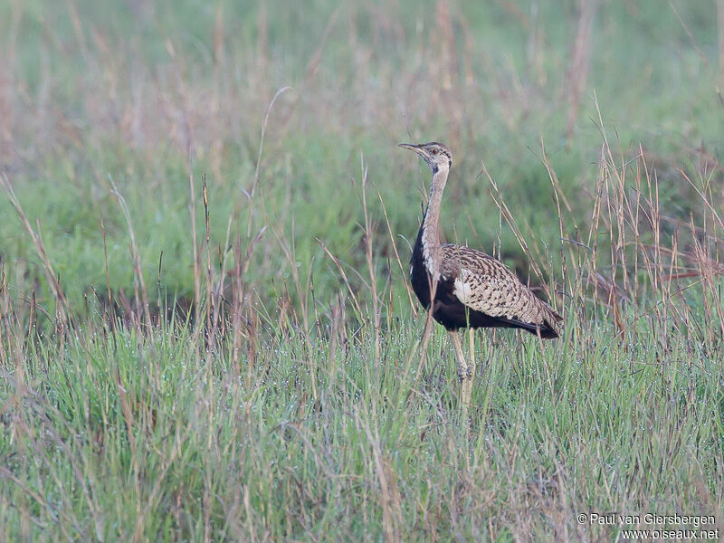 Black-bellied Bustard