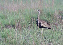 Black-bellied Bustard