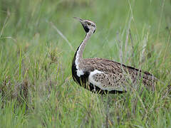 Black-bellied Bustard