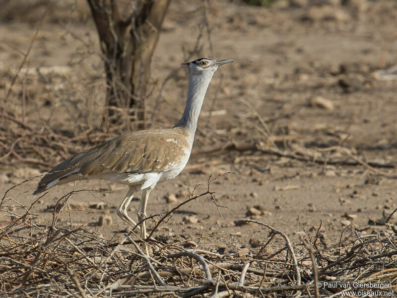 Arabian Bustard