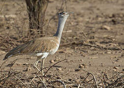 Arabian Bustard