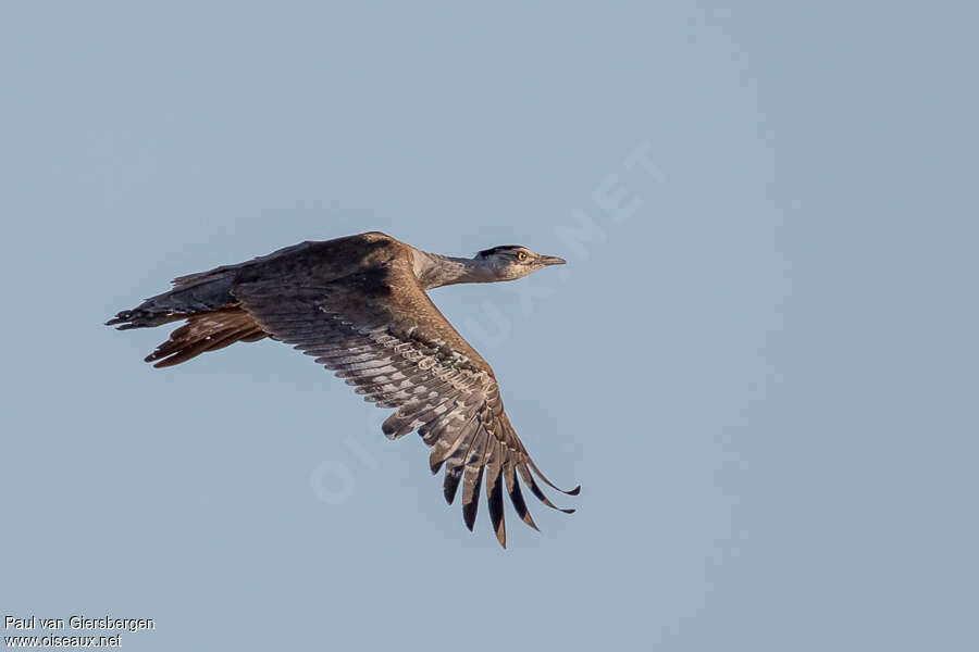 Australian Bustardadult, Flight