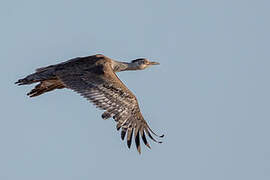 Australian Bustard