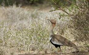 Buff-crested Bustard