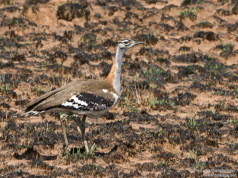 Denham's Bustard