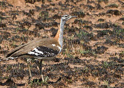 Denham's Bustard