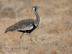 Hartlaub's Bustard