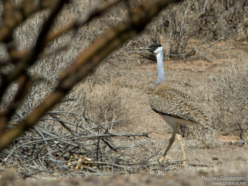 Heuglin's Bustard