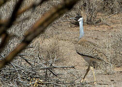 Heuglin's Bustard