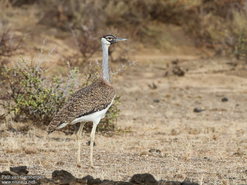 Heuglin's Bustard male immature, habitat, pigmentation