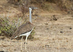 Heuglin's Bustard