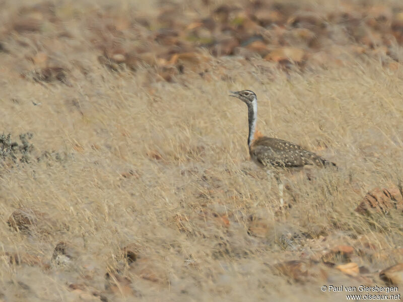 Ludwig's Bustard