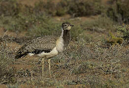 Ludwig's Bustard