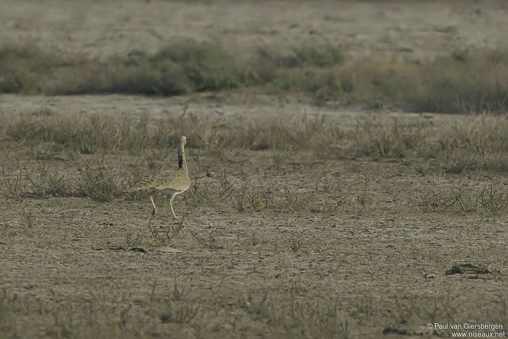 Macqueen's Bustard